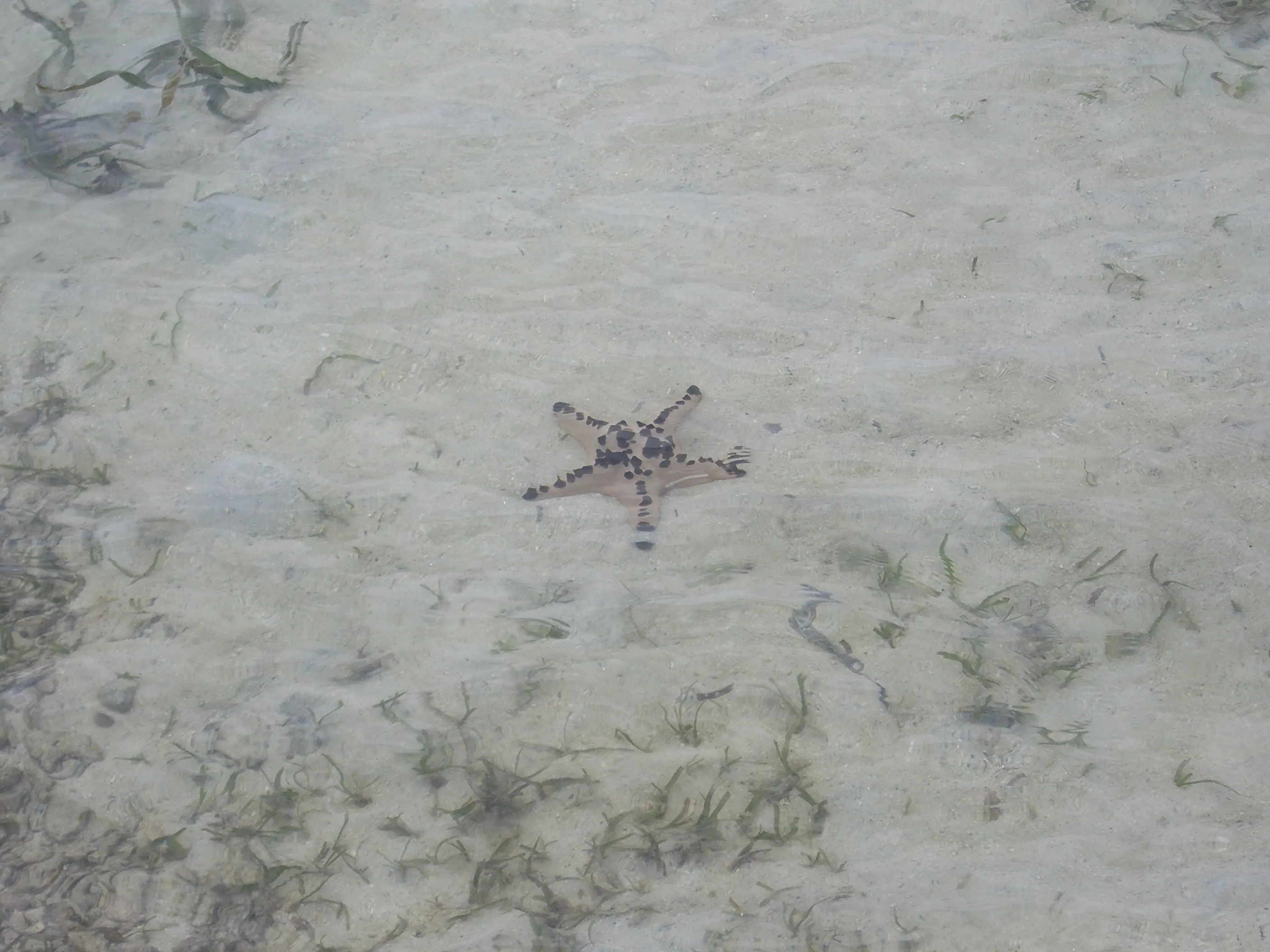 2006 Feb - Starfish - Samal island - Davao